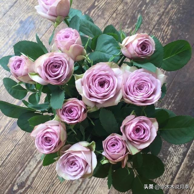 如何掌握月季开花过程（月季花期马上来临）(4)