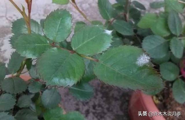 如何掌握月季开花过程（月季花期马上来临）(6)