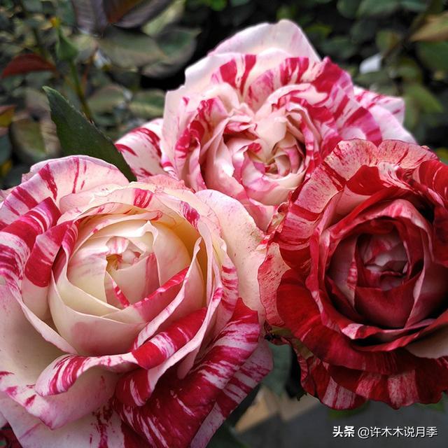 如何掌握月季开花过程（月季花期马上来临）(13)