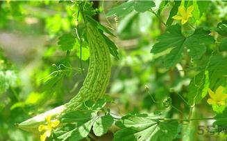 苦瓜汁是饭前喝还是饭后喝？苦瓜汁什么时候喝最好？