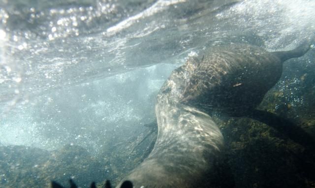 海洋生物，5种奇特的海洋生物？图4