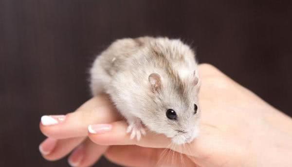 训练仓鼠随叫随到不是梦，只要有耐心，没有什么做不到的训练