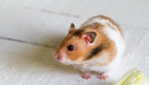 训练仓鼠随叫随到不是梦，只要有耐心，没有什么做不到的训练