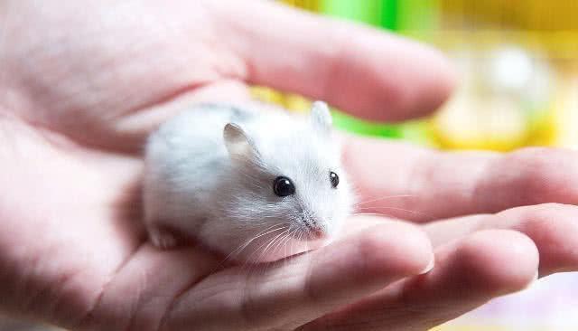 训练仓鼠随叫随到不是梦，只要有耐心，没有什么做不到的训练