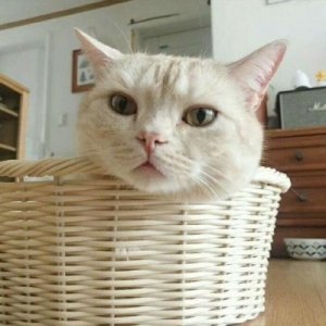 ​超级可爱萌的小动物头像猫咪