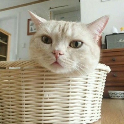 超级可爱萌的小动物头像猫咪