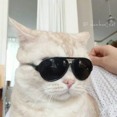 超级可爱萌的小动物头像猫咪