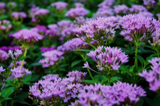 繁星花的种植方法 繁星花应该怎么养殖