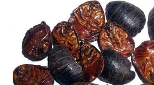 土鳖虫怎么吃效果最好(土鳖虫按如下方法吃效果好)