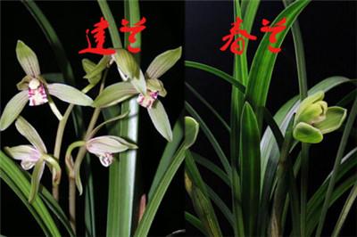 建兰与春兰区别五:叶片的数量 建兰与春兰区别五:叶片的数量
