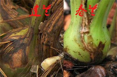 建兰与春兰区别四:茎的大小 建兰与春兰区别四:茎的大小