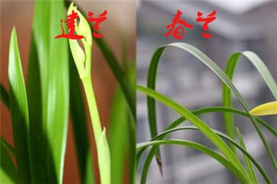 建兰与春兰区别三:叶片的大小 建兰与春兰区别三:叶片的大小