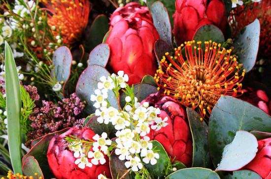 帝王花如何土养(图2)