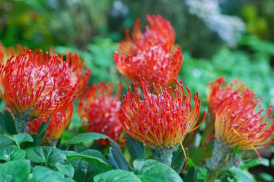 帝王花如何土养(图3)