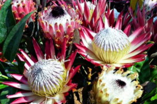 帝王花如何土养(图4)