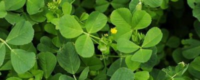 ​苜蓿的花语和寓意