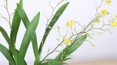 ​文心兰的花语及意义