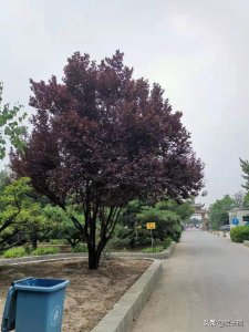 ​紫叶李的果子能吃吗图片 紫叶李的果子能吃吗有毒吗