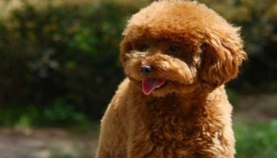 ​泰迪和贵宾的区别