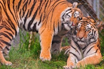 ​打老虎是什么意思（打老虎的含义）