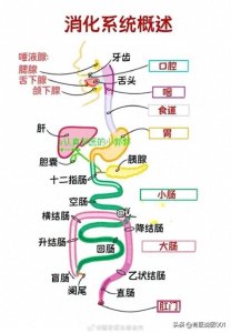 ​人体奥秘大公开：十大系统高清解剖图，速速收藏！