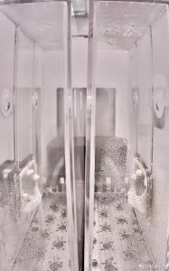 ​神十五送入空间站的拟南芥长出嫩芽