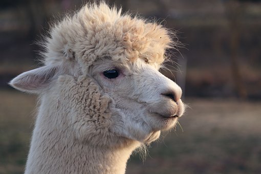 llama-6782140__340.jpg