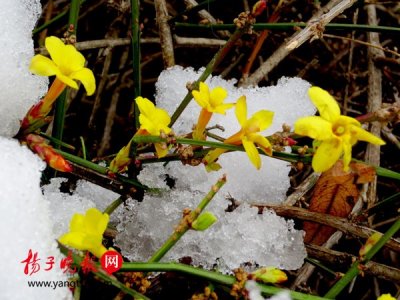 ​白雪中，迎春花竞相绽放(图文)