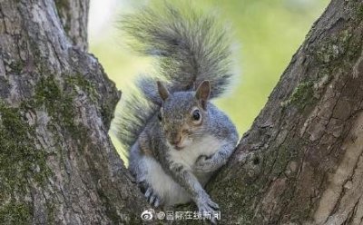 ​灰松鼠泛滥威胁树木生长 英国专家出招：把它们吃掉