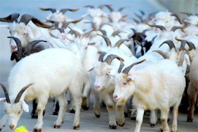 ​养羊要注意什么？养羊四不要，让你养羊少很多麻烦！