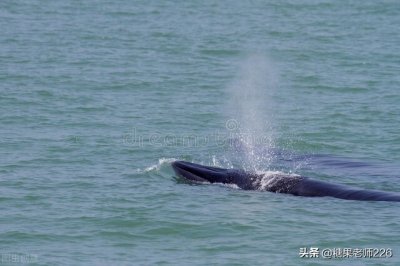 ​鲸鱼为什么会喷水 听糖果老师讲故事
