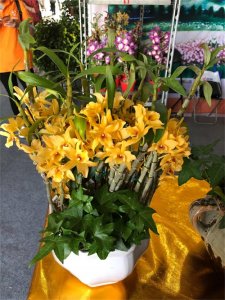 ​石斛秋天怎么养