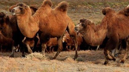 骆驼的拼音是属于什么音节