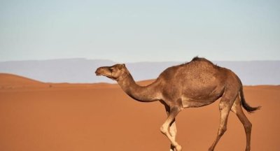 ​骆驼的拼音，“骆驼”的拼音怎么写？