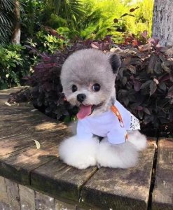 ​为什么很多人养泰迪