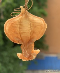 ​关于鱼胶如何泡发和吃法，你知多少？