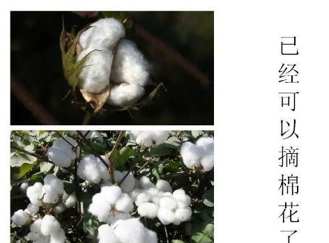 羊毛和棉花灼烧后气味,棉纤维羊毛纤维合成纤维燃烧现象