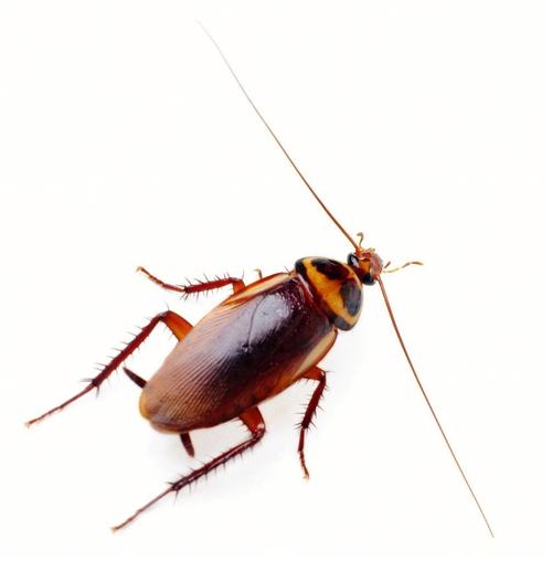 怎样灭蟑螂最有效的方法(这几个方法最有效)