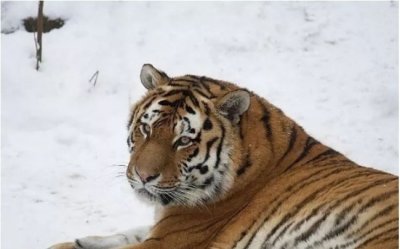 ​世界上最大的老虎 西伯利亚虎体长3米(不到500头)