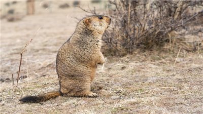 ​土拨鼠可以当宠物吗