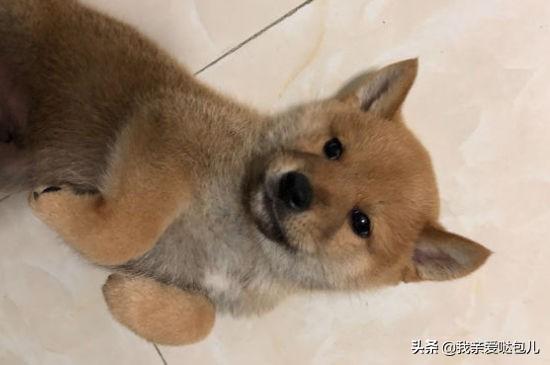 狗狗大便带血怎么回事怎么办（狗狗粪便带血是怎么回事）(3)