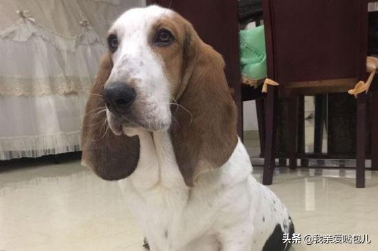 狗狗大便带血怎么回事怎么办（狗狗粪便带血是怎么回事）(4)