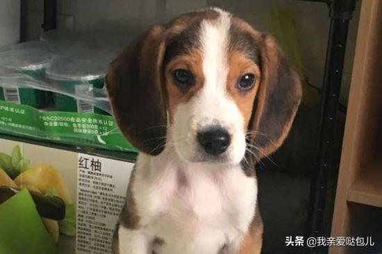 狗狗大便带血怎么回事怎么办（狗狗粪便带血是怎么回事）(2)