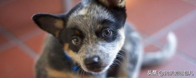 ​狗狗大便带血怎么回事怎么办（狗狗粪便带血是怎么回事）