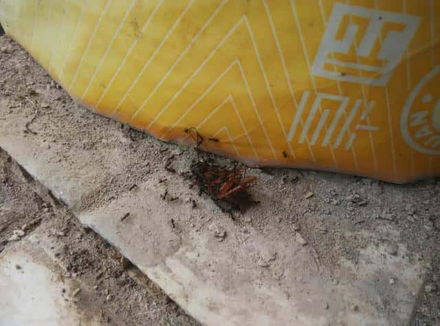 室内有小黄蚂蚁怎么办（家里有微型小黄蚂蚁的原因）