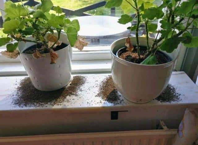 室内有小黄蚂蚁怎么办（家里有微型小黄蚂蚁的原因）