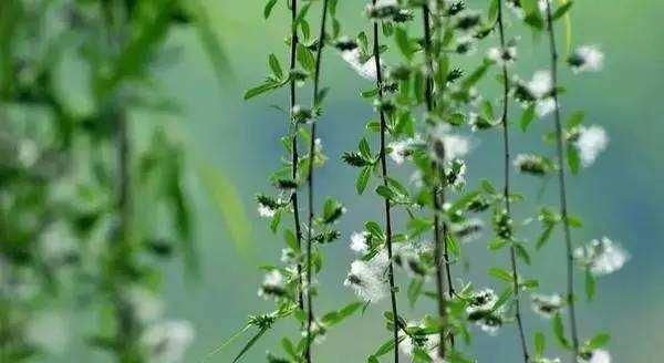 柳絮是什么季节落下来的