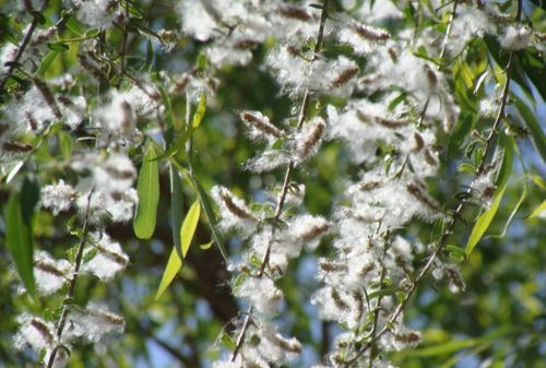 柳絮飞的时候是什么季节