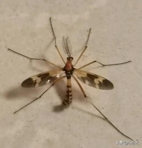 ​腿精怪物!邂逅长腿蚊 叫蚊不是蚊 像蜻又不是蜻