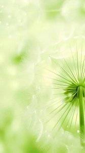 ​唯美绿色系护眼壁纸